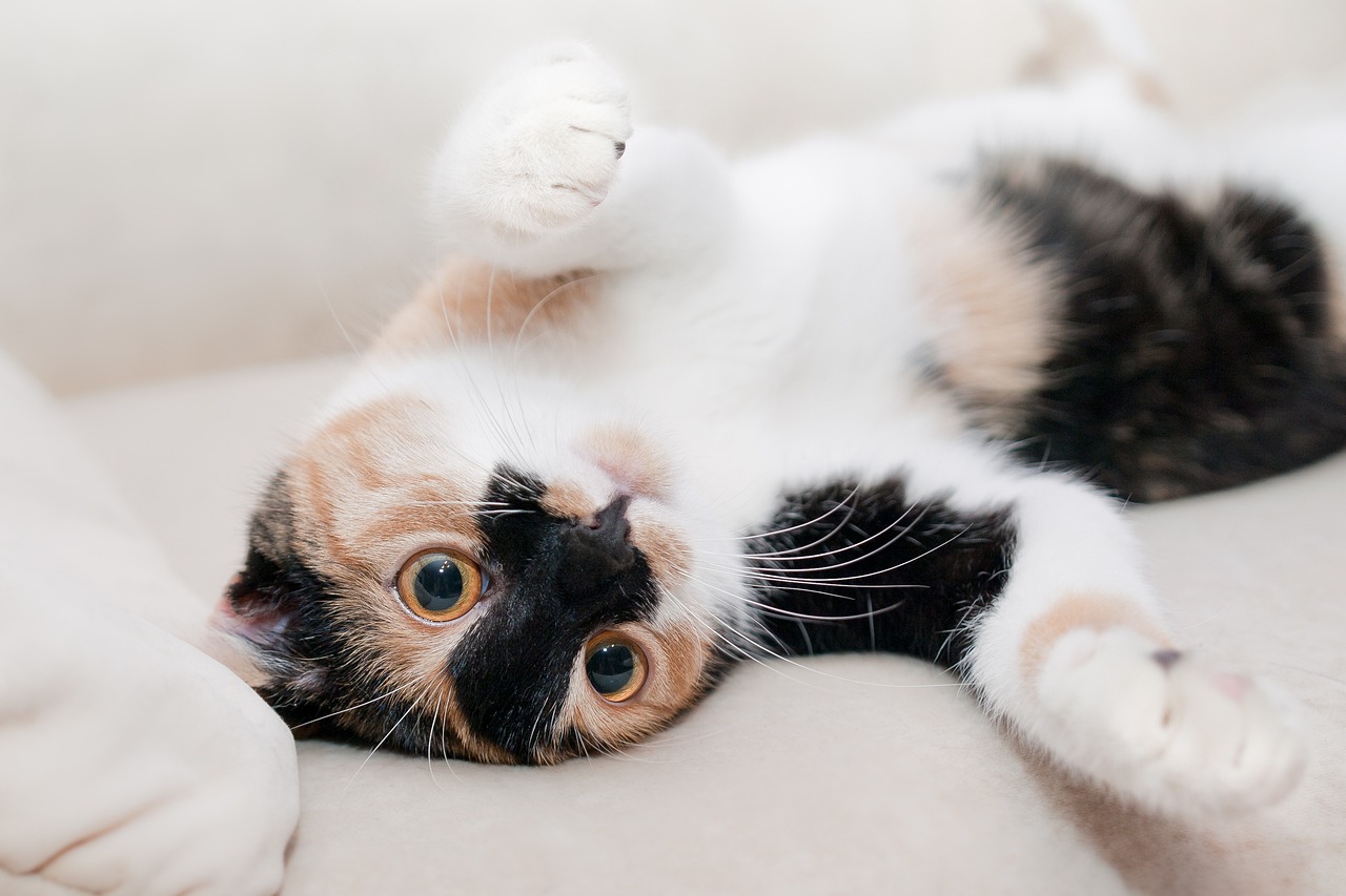 gatto sdraiato sulla schiena